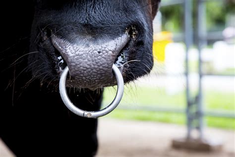 To answer your question, I think it might be because nose rings are more masculine to most people and they want to show that they aren&39;t very girly in the sense of appearance. . Why does bulls have nose rings